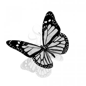 Butterfly on a white background