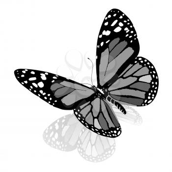 Сolorful butterfly