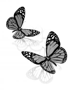 Black and white beautiful butterflys. High quality rendering