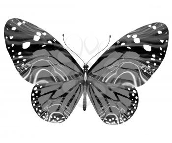 beauty butterfly