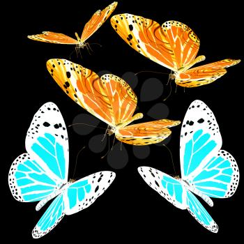 Butterflies on a black background
