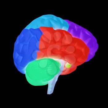 Colorfull human brain