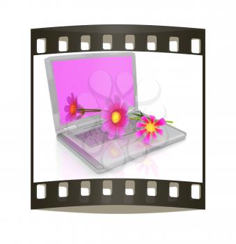 cosmos flower on laptop on a white background. The film strip