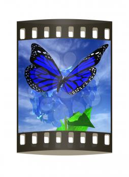 Beautiful Ajisai Flower and butterfly against the sky. The film strip