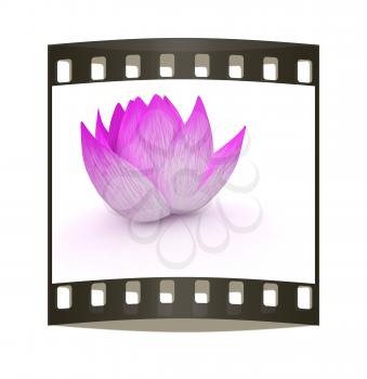 tender pink flower on a white background. The film strip