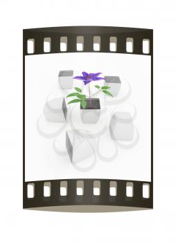 Clematis a beautiful flower in the white pot. The film strip
