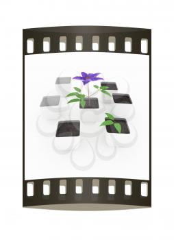 Clematis a beautiful flower in the white pot. The film strip