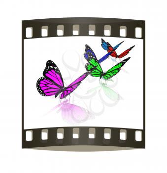 Butterfly on a white background. The film strip
