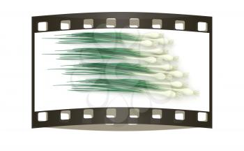 Green onion on a white background. The film strip