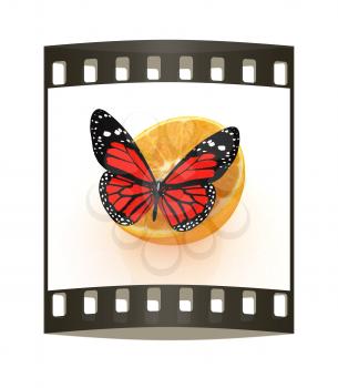 Red butterflys on a half oranges on a white background. The film strip