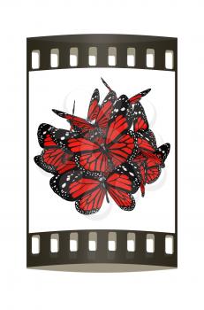 Butterflies on a white background. The film strip