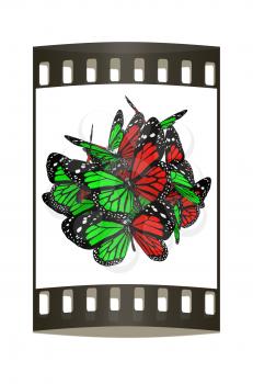 Butterflies on a white background. The film strip