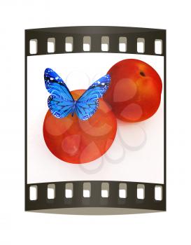 Blue butterflys on a fresh peaches on a white background. The film strip