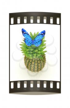 Blue butterflys on a pineapple on a white background. The film strip