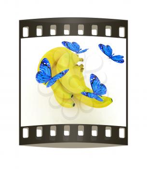 Blue butterflys on a bananas on a white background. The film strip