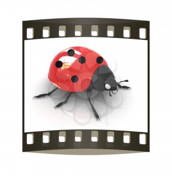 Ladybird on a white background. The film strip