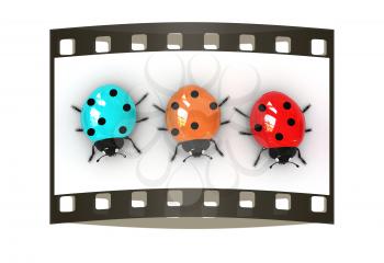 Ladybirds on a white background. The film strip