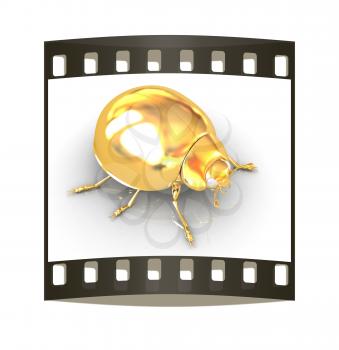 golden beetle on a white background. The film strip