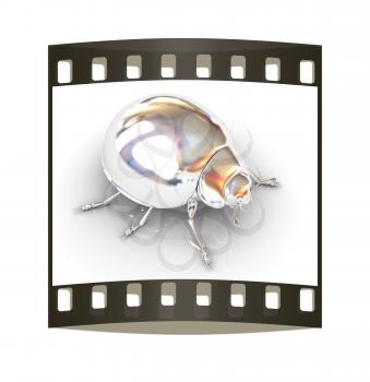 Chrome beetle on a white background. The film strip