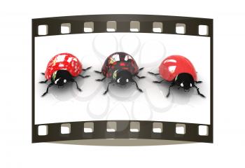 Ladybirds on a white background. The film strip