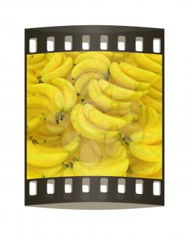 Bananas are a lot of beautiful banana background. The film strip