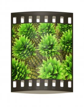 Pineapples background. The film strip