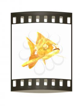 Gold fish. Isolation on a white background. The film strip