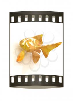 Gold fish on a white background. The film strip