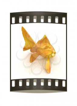 Gold fish on a white background. The film strip