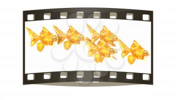 Gold fishes. Isolation on a white background. The film strip