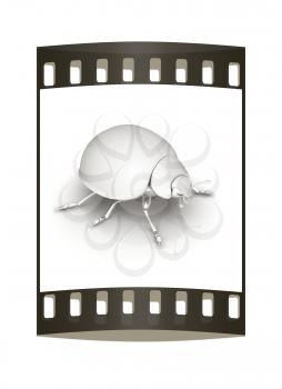 Metall beetle on a white background. The film strip