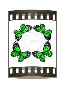 butterflies isolated on white background. The film strip