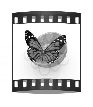 Red butterflys on a half oranges on a white background. The film strip