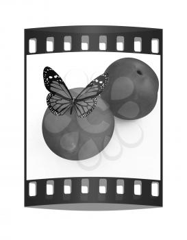 Red butterflys on a fresh peaches on a white background. The film strip