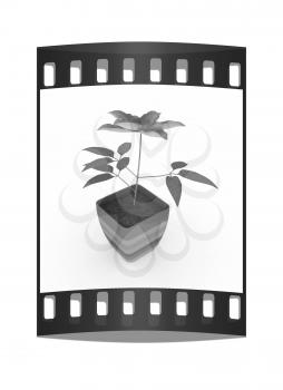Clematis a beautiful flower in the colorful pot. The film strip
