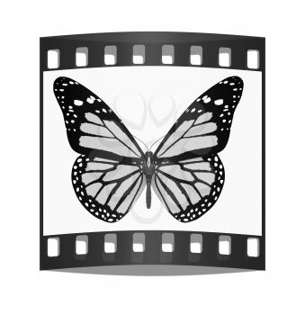 Butterfly on a white background. The film strip