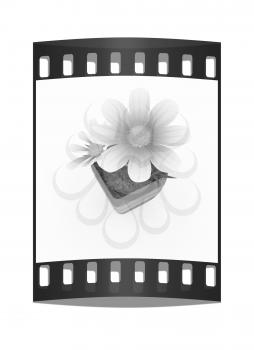 beautiful flower in the colorful pot. The film strip