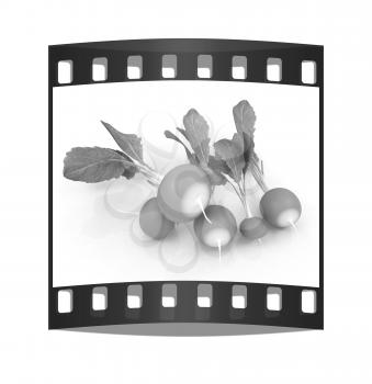 Small garden radish on a white background. The film strip