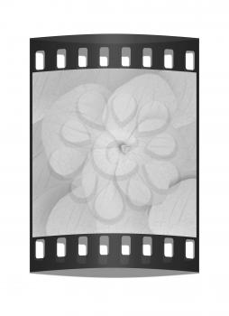 Flowers beautiful petals pink background. The film strip