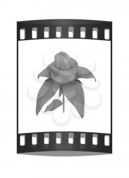 Blue hat on a fantastic flower iisolated on white background. 3d. The film strip