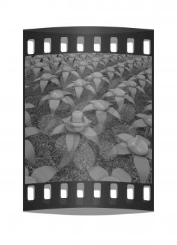 One individuality blue hat on a flower. The film strip