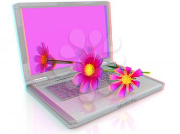cosmos flower on laptop on a white background. Anaglyph. View with red/cyan glasses to see in 3D. 3D illustration