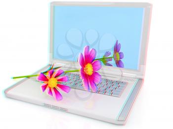cosmos flower on laptop on a white background. 3D illustration. Anaglyph. View with red/cyan glasses to see in 3D.