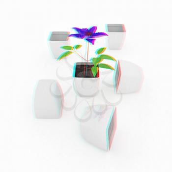 Clematis a beautiful flower in the white pot. 3D illustration. Anaglyph. View with red/cyan glasses to see in 3D.
