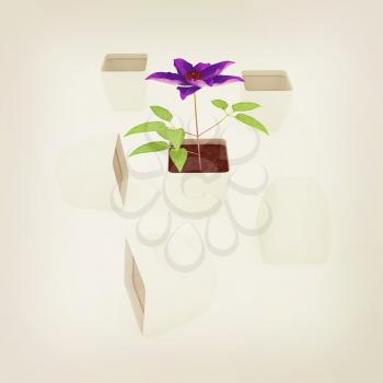 Clematis a beautiful flower in the white pot. 3D illustration. Vintage style.