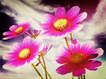 Beautiful Cosmos Flower against the sky. 3D illustration. Vintage style.
