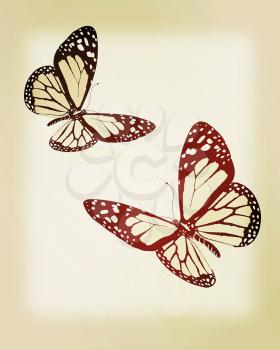 Black and white beautiful butterflys. High quality rendering. 3D illustration. Vintage style.