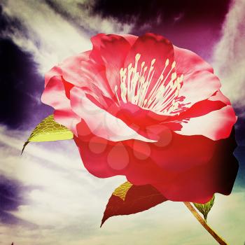 Beautiful Flower against the sky . 3D illustration. Vintage style.