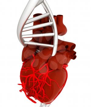 DNA and heart. 3d illustration