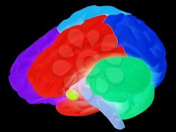 creative concept with 3d rendered colourful brain